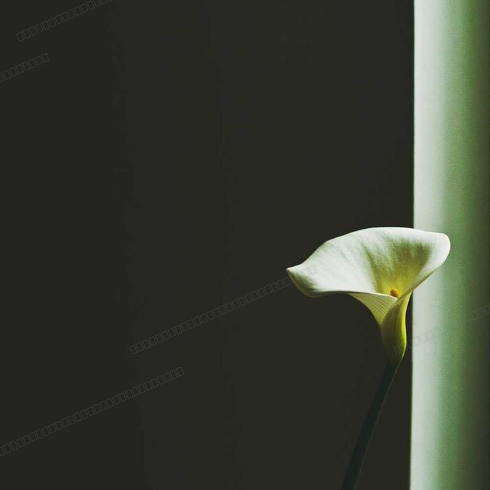 Seed: Rosa blackwork #42